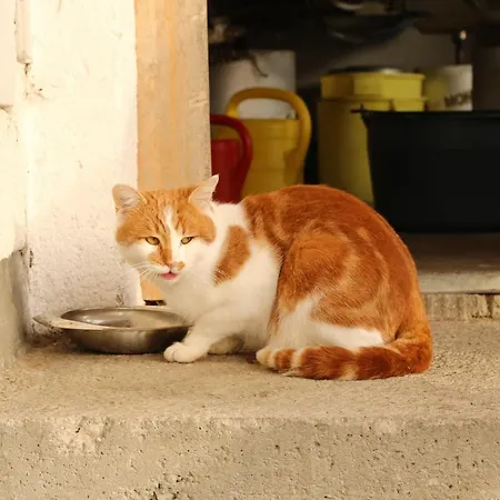 Kainreiterhof Çiftlik konaklama