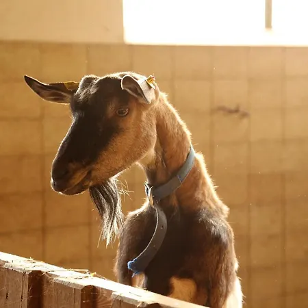 Kainreiterhof Aich (Styria)