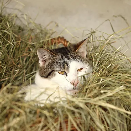 Kainreiterhof Séjour à la ferme *