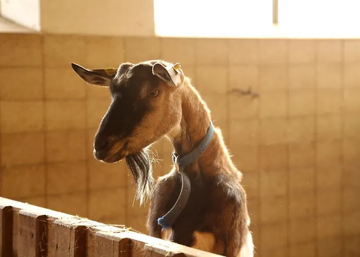 Kainreiterhof Aich (Styria)