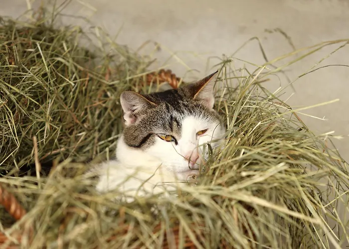 Kainreiterhof Alloggio per agriturismo *